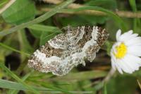 Epirrhoe alternata
