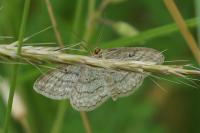 Idaea macilentaria
