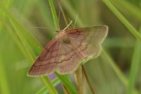 Scopula rubiginata