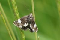 Tyta luctuosa