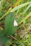 Scoparia pyralella