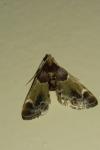 Pyralis farinalis