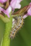 Phragmatobia fuliginosa