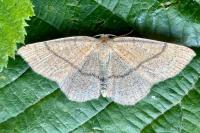 Cyclophora ruficiliaria