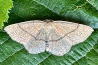 Cyclophora ruficiliaria