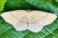 Cyclophora ruficiliaria