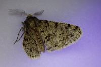 Phigalia pilosaria