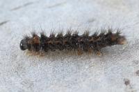 Collita griseola