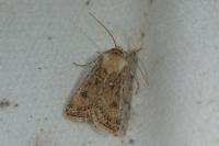 Agrotis ripae