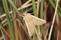 Mythimna litoralis