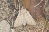 Mythimna sicula