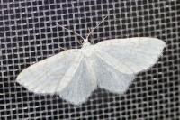 Asthena albulata