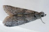 Apomyelois ceratoniae