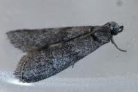 Apomyelois ceratoniae