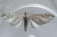 Eupithecia unedonata