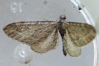 Eupithecia unedonata