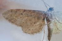 Eupithecia unedonata