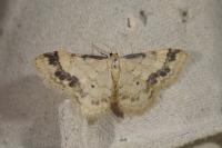 Idaea trigeminata