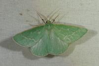 Thetidia smaragdaria