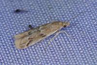 Ancylosis cinnamomella