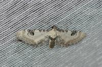 Eupithecia centaureata