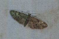 Eupithecia dodoneata