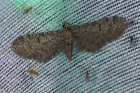 Eupithecia ultimaria