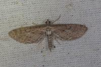 Eupithecia scopariata