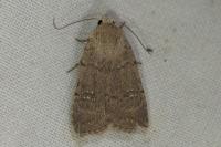 Caradrina flavirena
