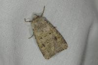 Anarta stigmosa atlantica