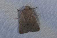 Spudaea ruticilla