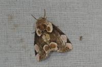Thyatira batis