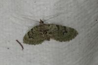 Chloroclystis v-ata