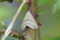 Colobochyla salicalis