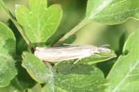 Crambus lathoniellus