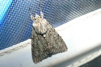 Acronicta aceris