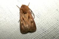 Agrotis exclamationis exclamationis