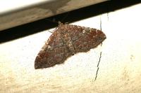 Nycterosea obstipata