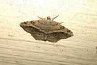 Chiasmia aestimaria