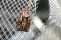 Chloantha hyperici