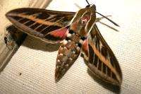 Hyles livornica