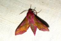 Deilephila porcellus