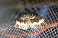 Epirrhoe alternata