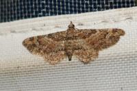 Gymnoscelis rufifasciata