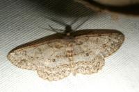 Hypomecis punctinalis