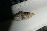 Idaea filicata