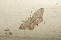 Idaea seriata