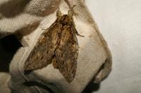 Peridea anceps