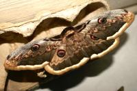 Saturnia pyri