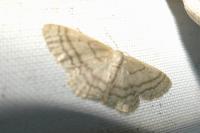 Idaea subsericeata